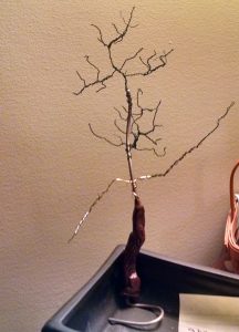 bonsia tree ent 